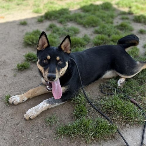*ABIGAIL - Australian Cattle Dog/Blue Heeler available for adoption