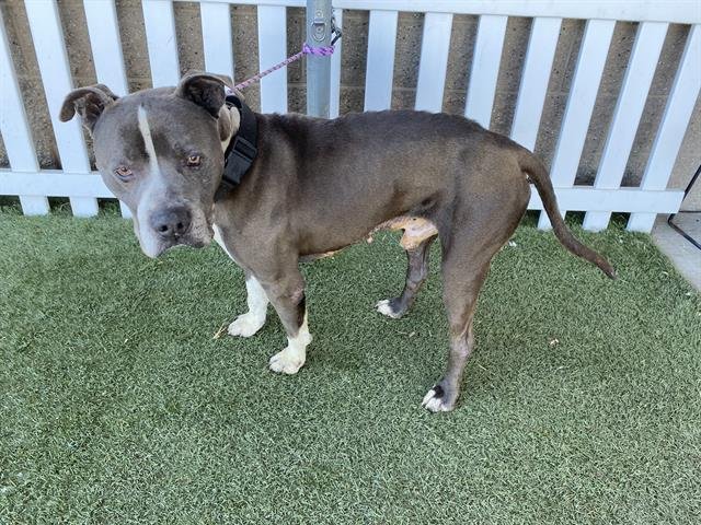 *VINNY - Pit Bull Terrier available for adoption