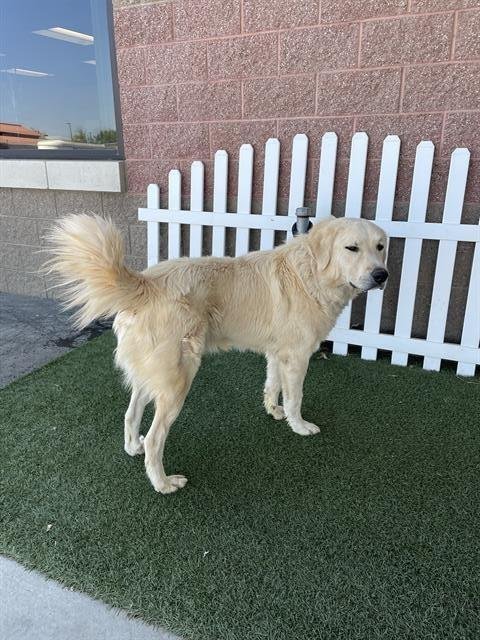 A614450 - Great Pyrenees available for adoption
