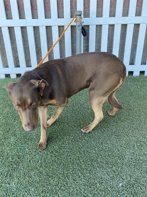 *MOCHA - Labrador Retriever / Doberman Pinscher available for adoption