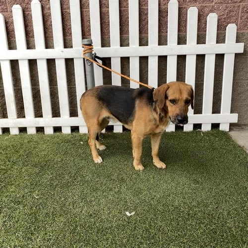 *COPPER - Beagle available for adoption