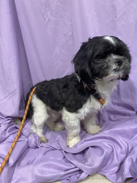 A606904 - Shih Tzu available for adoption