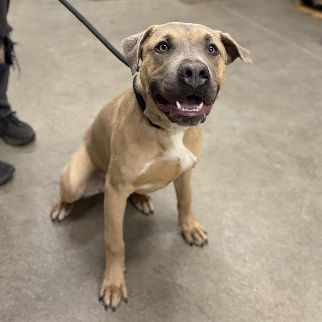 *MILLER - Pit Bull Terrier available for adoption