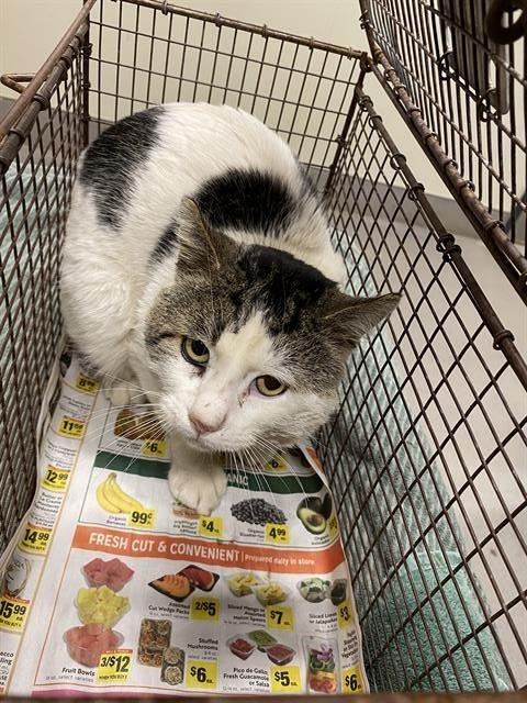 A606542 - Domestic Short Hair available for adoption