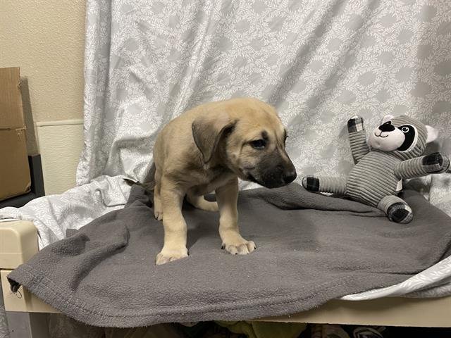 *RUNE - German Shepherd Dog available for adoption