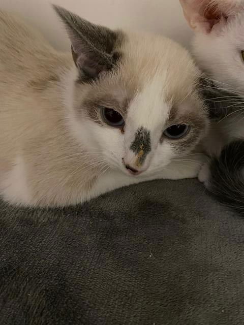 A606743 - Domestic Short Hair available for adoption