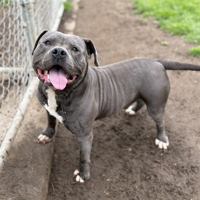 TYSON - Pit Bull Terrier available for adoption