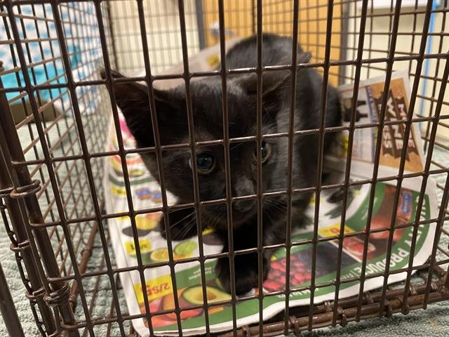 A606528 - Domestic Short Hair available for adoption