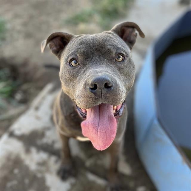 BO - Pit Bull Terrier available for adoption