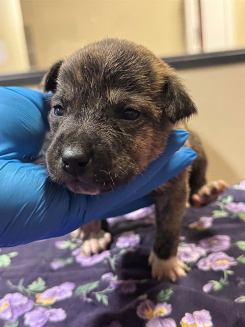 *NIGEL - American Pit Bull Terrier / German Shepherd Dog available for adoption