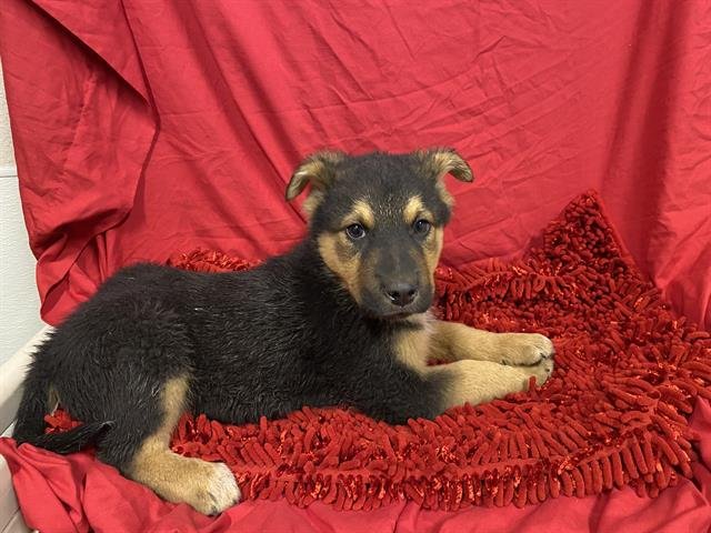 A606098 - German Shepherd Dog available for adoption