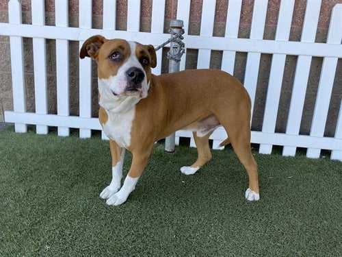 LUCKY BOY - Staffordshire Bull Terrier available for adoption