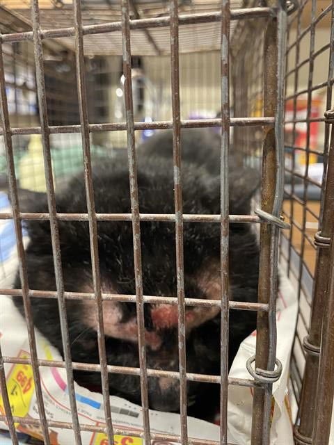 A606827 - Domestic Short Hair available for adoption