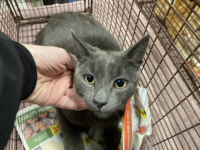 A607238 - Domestic Short Hair available for adoption