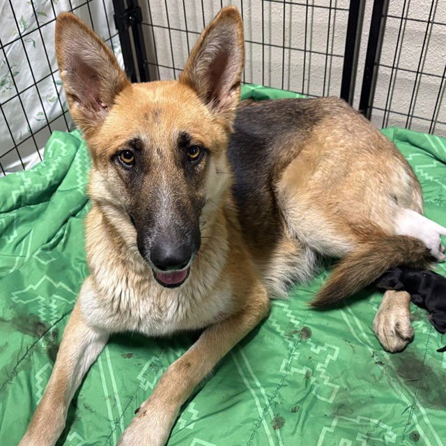 *RUTH - German Shepherd Dog available for adoption