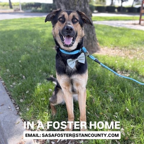 RUBEN - German Shepherd Dog for adoption in Modesto