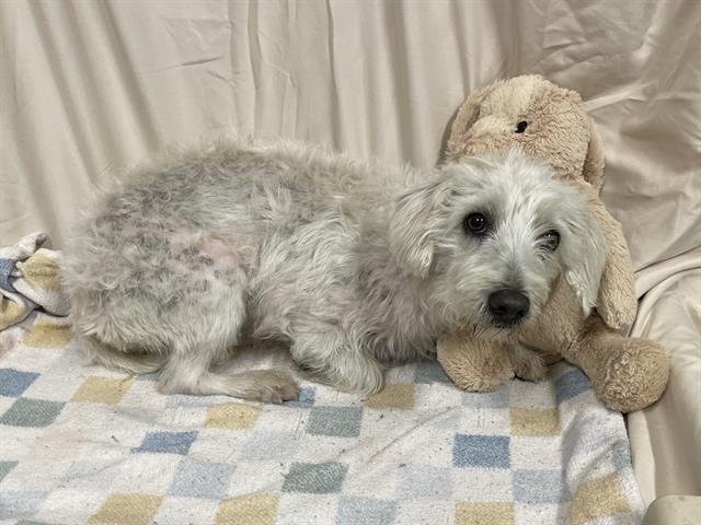 ROSIE - Poodle (Miniature) available for adoption