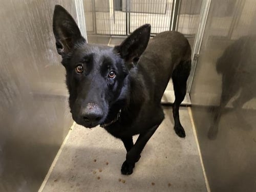 *STICKS - German Shepherd Dog available for adoption