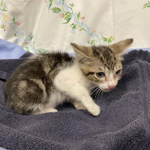 A611113 - Domestic Short Hair for adoption in Modesto