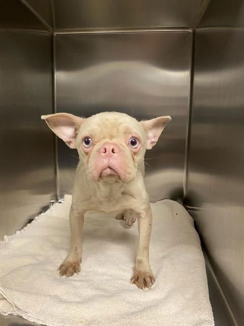 *MISS PIGGY - French Bulldog available for adoption