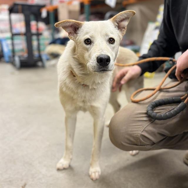 *REMY - Siberian Husky available for adoption