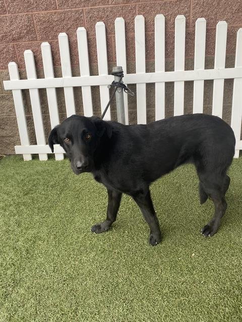 BRUCE WAYNE - Labrador Retriever available for adoption