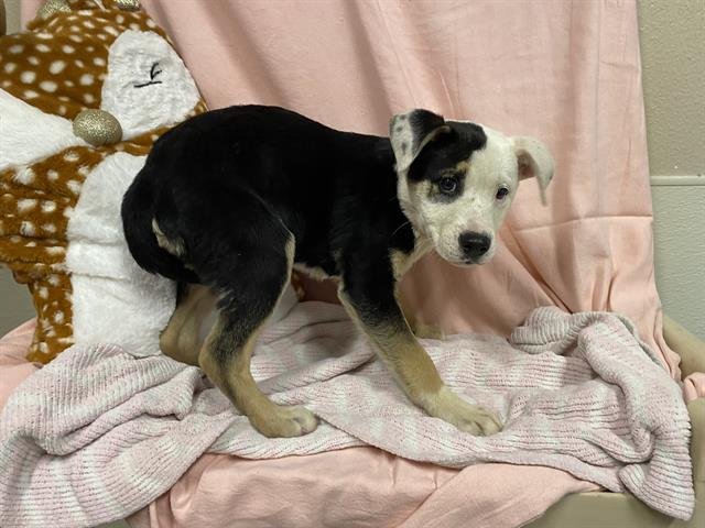 A607276 - Border Collie / Australian Shepherd available for adoption