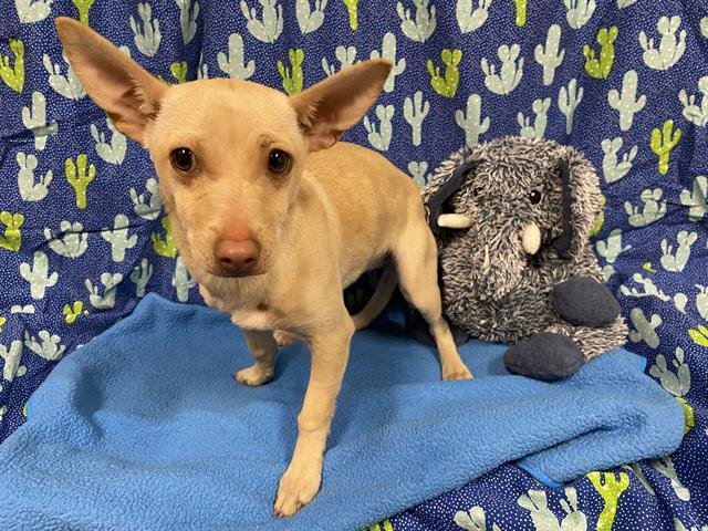 A607380 - Chihuahua available for adoption