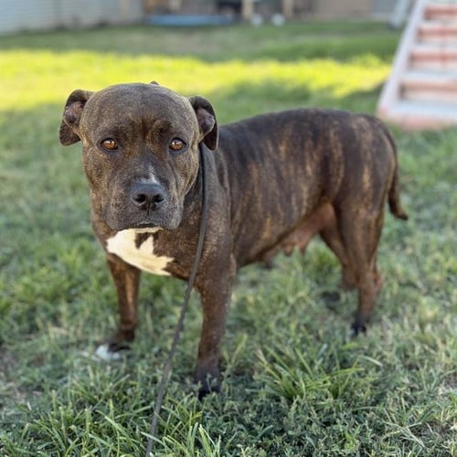 *KIRA - Pit Bull Terrier available for adoption