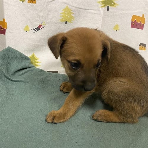 A614386 - German Shepherd Dog available for adoption