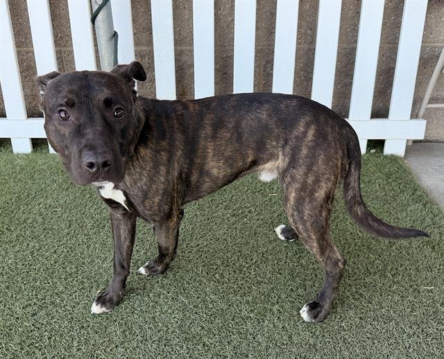 *BEAVER - Pit Bull Terrier available for adoption