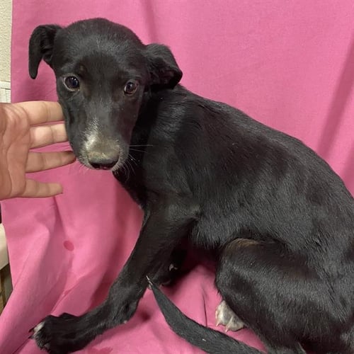 *ECLIPSE - Border Collie available for adoption