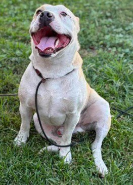 *CUTLER - Pit Bull Terrier available for adoption