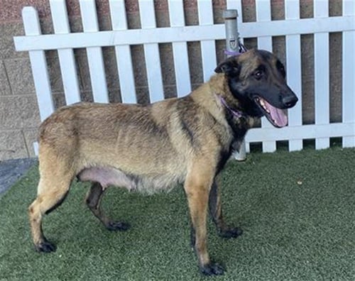 *SUMMER - Belgian Shepherd Malinois available for adoption
