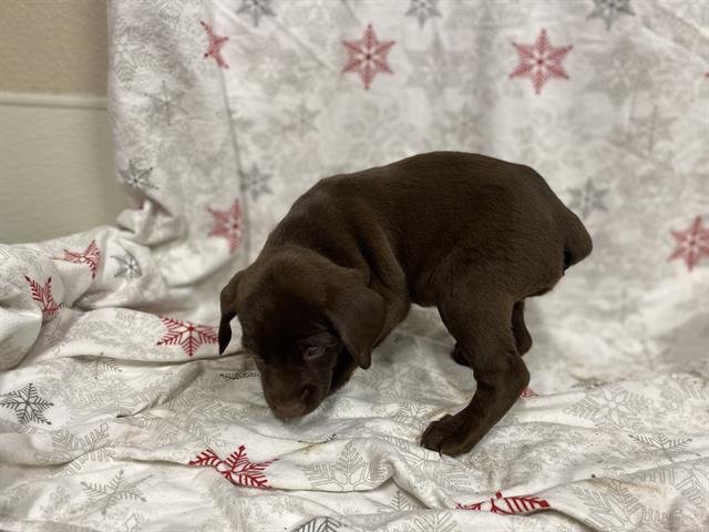 *WYATT - Border Collie available for adoption