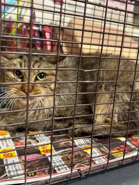 A606417 - Domestic Long Hair available for adoption