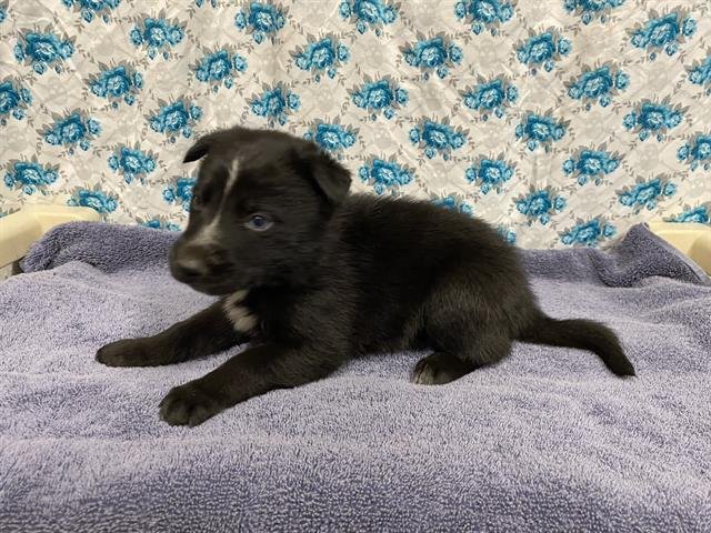 *OZZY - Border Collie / German Shepherd Dog available for adoption