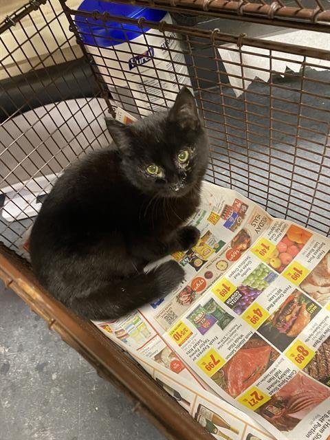 A606541 - Domestic Short Hair available for adoption