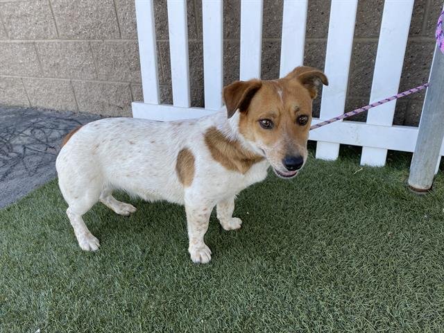 *SUNSHINE - Australian Cattle Dog/Blue Heeler available for adoption