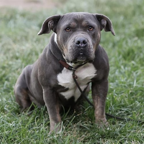 NOVA - Pit Bull Terrier available for adoption