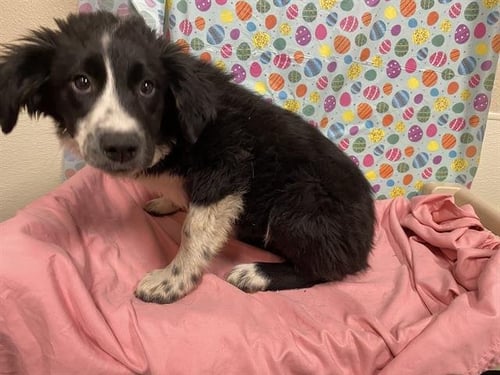 *BLOSSOM - Border Collie available for adoption