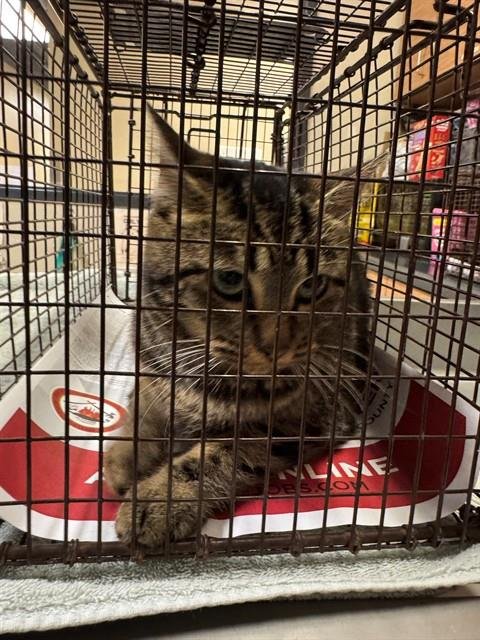 *MEADOW - Domestic Short Hair available for adoption