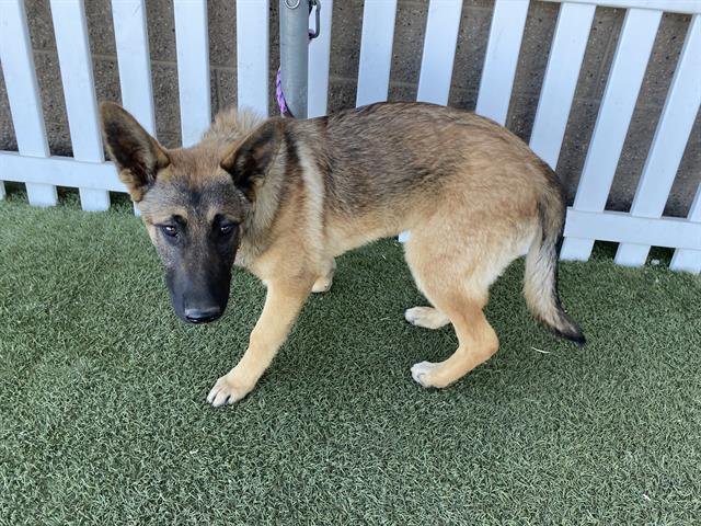 A608061 - Belgian Shepherd Malinois available for adoption