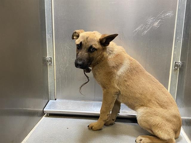 A606857 - German Shepherd Dog available for adoption