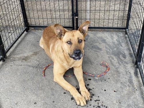 *MOJAVE - German Shepherd Dog / Pit Bull Terrier available for adoption