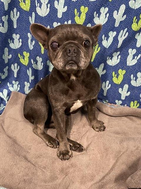 A607582 - French Bulldog available for adoption