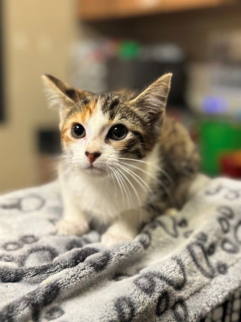 A606650 - Domestic Short Hair available for adoption