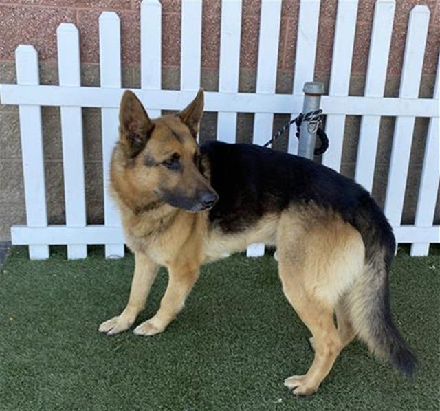 A607859 - German Shepherd Dog available for adoption