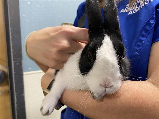 A606811 - Shorthaired Rabbit available for adoption