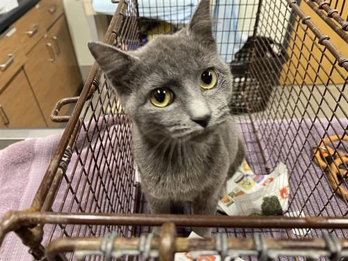 A608227 - Domestic Short Hair available for adoption